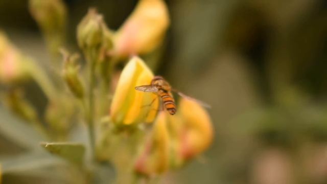 Nikon d3400 video sample with 18-55mm смотреть онлайн