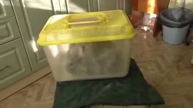 Уход и содержание шиншилл. Как купать шиншиллу