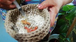 Кормление канарейки.