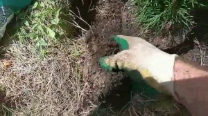 Посадил три Колоновидные Западные Туи/Planted three Columnar Western Tui