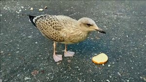 Птенец чайки (paul-mauriat)