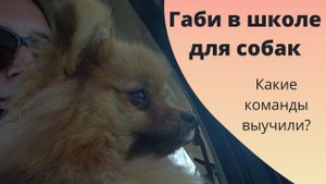 Габи на тренировке. Учись со мной дрессировке собак