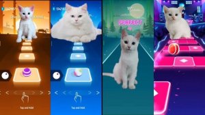 Белые коты поют песни и играют в игру