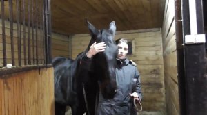 Лошадь не хочет надевать уздечку. Что делать?