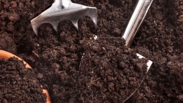 Как вырастить имбирь Пора начинать