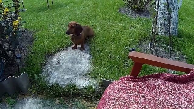 КАК ВОСПИТАТЬ СОБАКУ? - НУЖНА ПОМОЩ - ШАШЛЫК смотреть онлайн