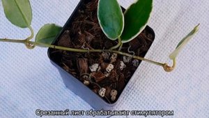 Хойя размножение черенками, укоренение и пересадка в домашних условиях