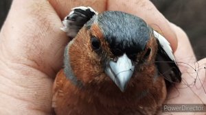 Ловля птиц. 24.04.2021 год.