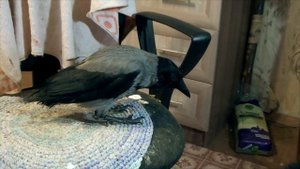 Голубь и ворона делят стул