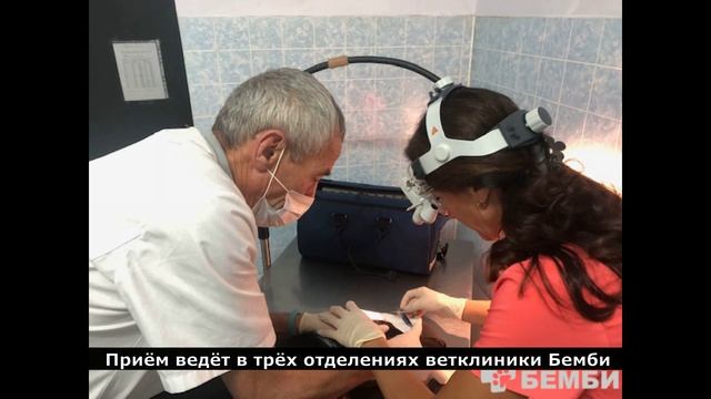 Ветверинарный врач офтальмолог.