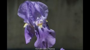 Все цветы. Николай Басков.mp4