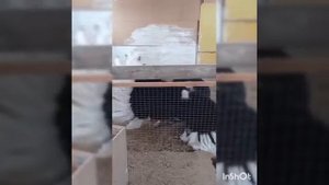 Черный африканский страус