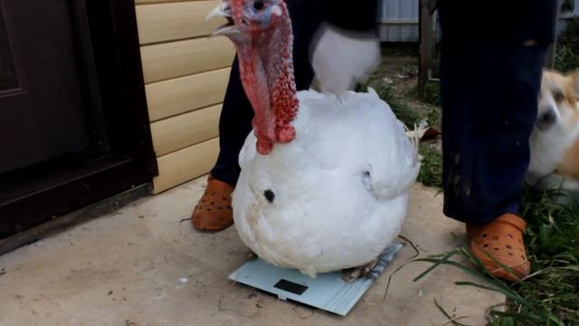 Индюки Хайбрид Конвертер 5 месяцев (22 недели). Откорм кормом для несушек. смотреть онлайн