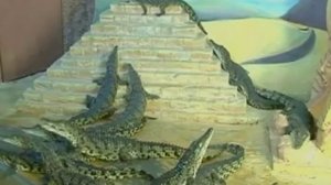 В аквариуме Алушты появились 70 крокодилов и осьминог 
