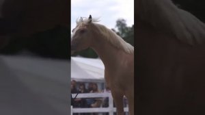 Донской жеребец Белогор и Александра Твердохлебова