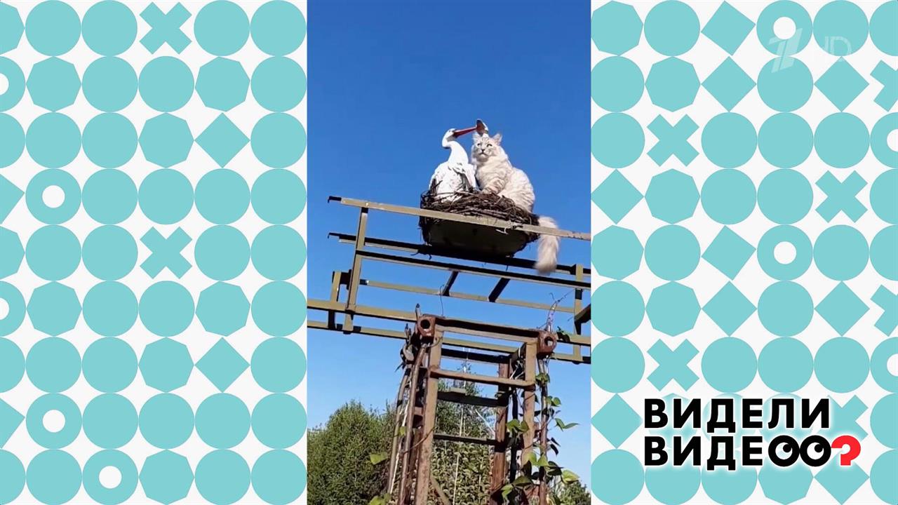 Кот в гнезде. Видели видео? Фрагмент выпуска от 23.07.2023