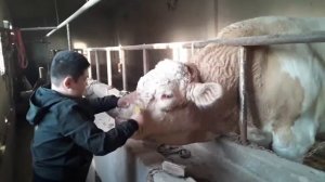 Голландский большой бык в Узбекистане