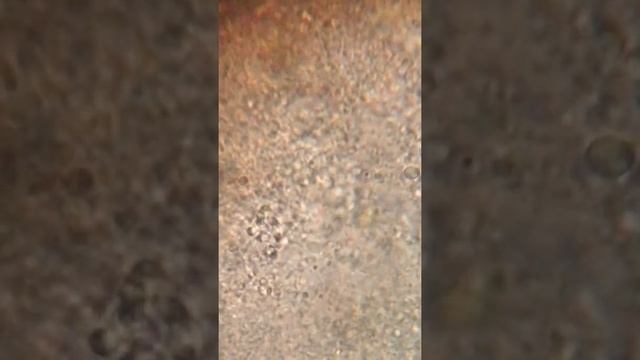 33 богатыря удобрение ожз кузнецова смотреть онлайн