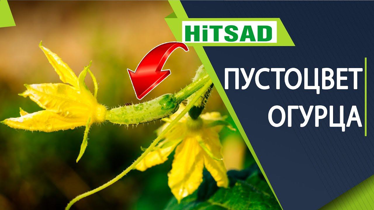 Огурцы цветут, а плодов нет  Пустоцветы на огурцах