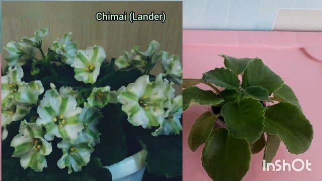 Показываю излишки коллекции фиалок на 16 июля! Могу их вам выслать почтой! смотреть онлайн