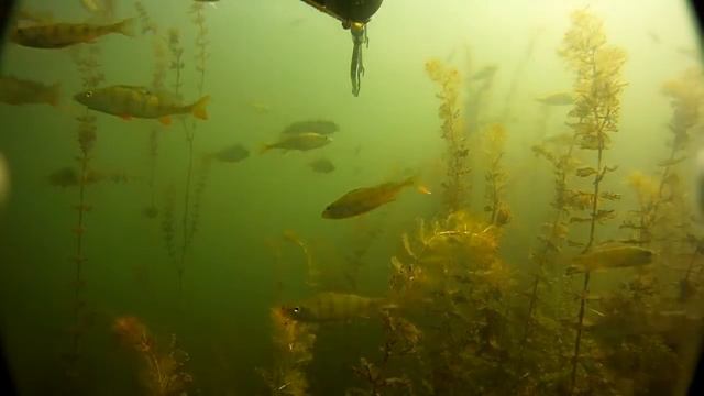 Подводная охота на щуку в Казахстане / pike in Kazakhstan смотреть онлайн