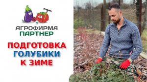 Практические советы по подготовке голубики к зиме