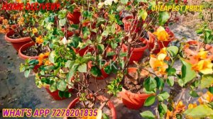 BONSAI BOUGAINVILLA PLANTS.... ONLINE SALE 7278201835..#baugainvilla #plants #pki