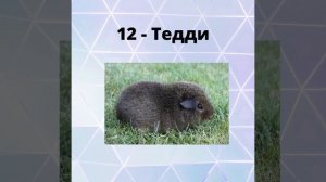 21 Порода морских свинок. Какими бывают морские свинки?