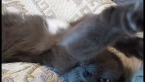 Кошка Зайка