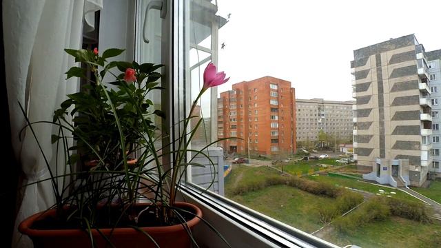 Один день из жизни цветка | Timelapse xiaomi yi смотреть онлайн