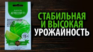 Семена белокочанной капусты - Агрессор ??? Стабильная и высокая урожайность!