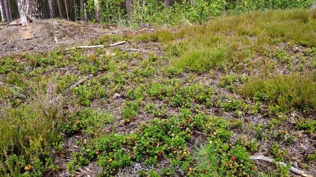 Брусника на подходе!!! смотреть онлайн