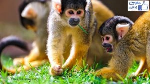 Саймири (Беличья обезьяна)/Saimiri (Squirrel monkey)