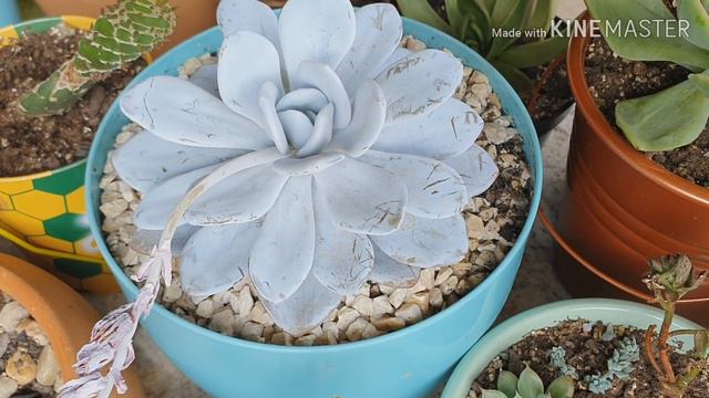 SUCULENTAS BRANQUELAS - COMO CULTIVO смотреть онлайн