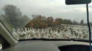 Как определить степень упитанности гуся.
