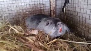 Нутрии зимой. Обзор клетки для нутрий. Содержание нутрий в клетке.