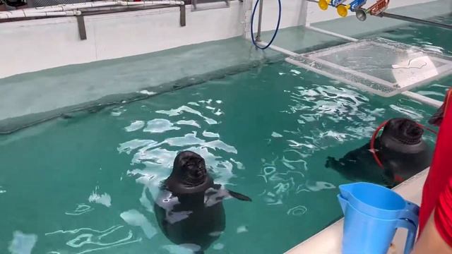 Нерпинарий на Байкале. Листвянка. Цены на взрослого и ребёнка смотреть онлайн