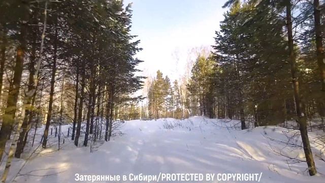 Величественная красота зимнего леса