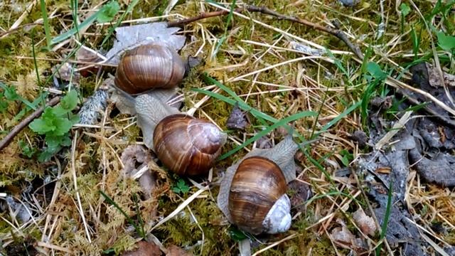 виноградные улитки,первый клещ смотреть онлайн
