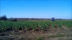 Мототрактор  трактор,  культивация чеснока,  Апрель 17-04-2020г
