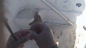 Ловля гипероглифа японского близ Владивостока 01 Авг 13, 11ч19