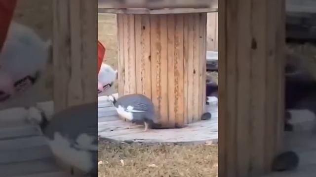 ПИЩЕВАЯ ЦЕПОЧКА