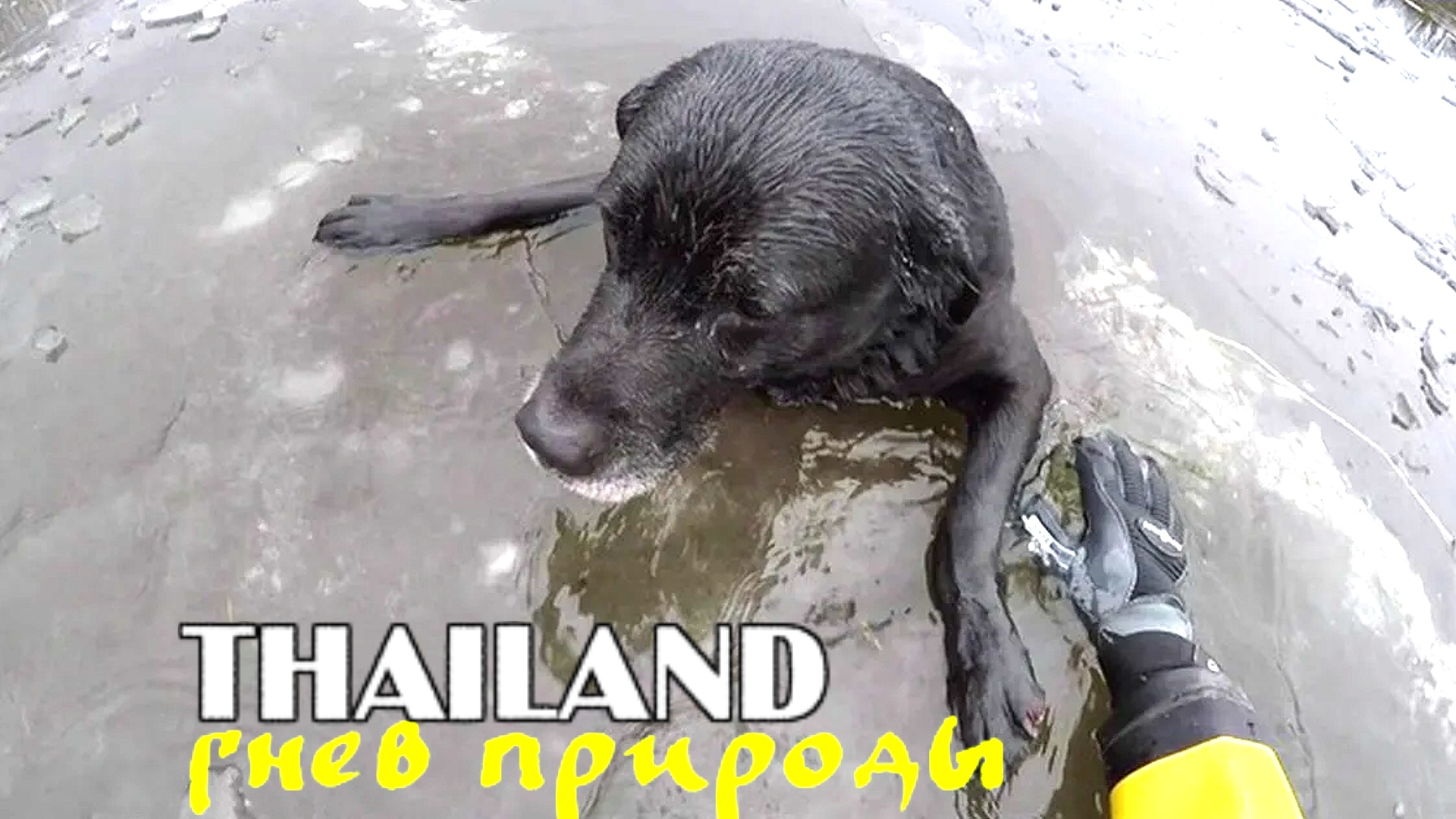 Люди спасают животных, катастрофическое наводнение в Таиланде.mp4