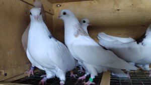 Ижевские голуби. 13.10.22.