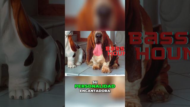 ¡Descubre la Belleza y Personalidad Encantadora del Basset Hound Francés!