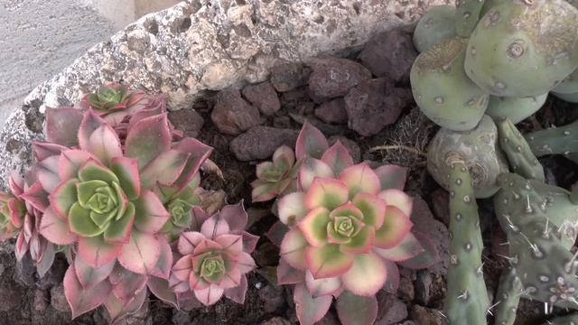 Aeonium Kiwi - Beautiful succulent - growing and care смотреть онлайн
