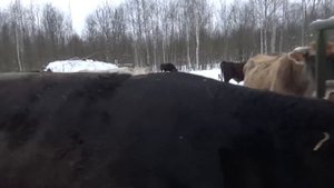 Беспривязное зимнее содержание КРС в КФХ земля кормит