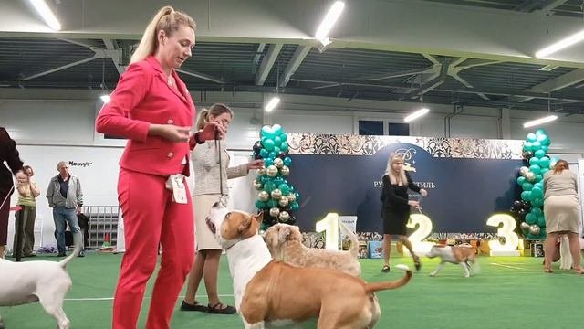 16.09.2023, СПб. Клуб "РУССКИЙ СТИЛЬ". Выставка собак всех пород
