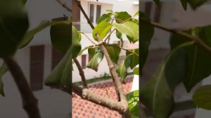 care tips to grow madagaskar rubber vine in English ll in my dream garden ll