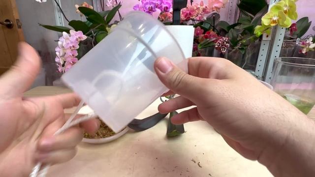 последнее видео орхидеи / пересадка орхидеи ФАНТАСТИЧЕСКАЯ ЖЕМЧУЖИНА смотреть онлайн